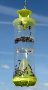 Best Wasp Traps