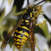 Aerial Yellow Jacket