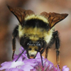 Orange-Rumped Bumble Bee