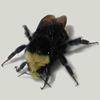 Yellow-Faced Bumble Bee