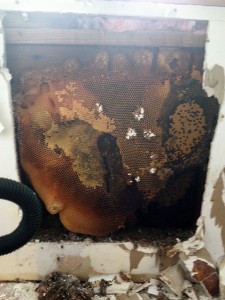Honey Bee Wax Comb inside Wall Cavity