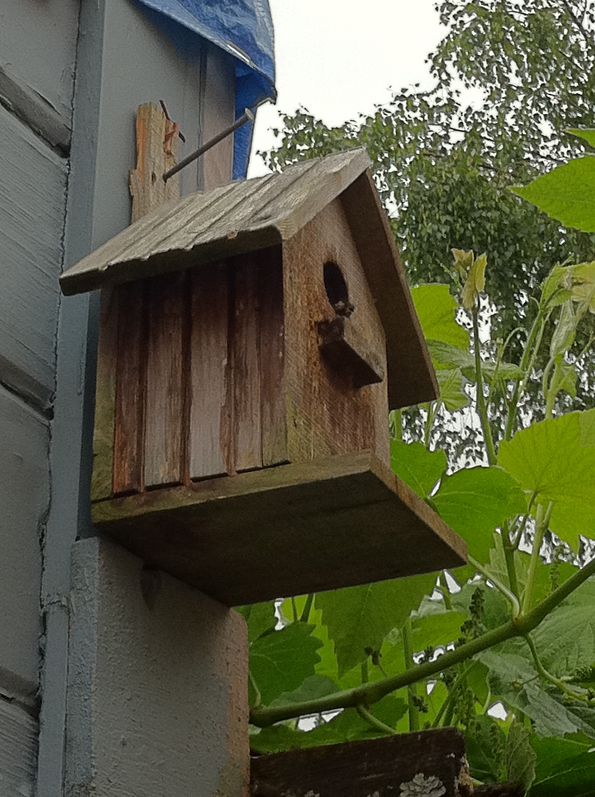 Bumble Bee Nest inside Bird House with Guard Bee